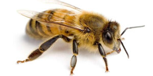 Bees Wasp Hudson NJ Pest Control Exterminator
