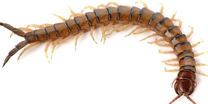 Centipede Millipedes Hudson NJ Pest Control Exterminator