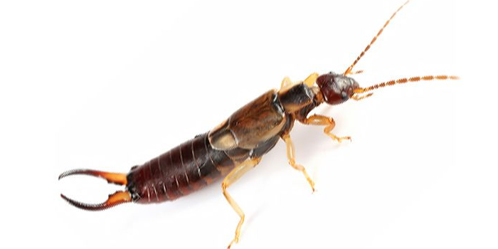 Earwig Lice Hudson NJ Pest Control Exterminator