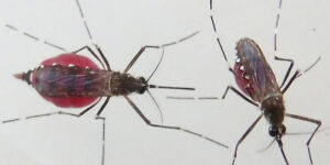 Hudson NJ Mosquitoes Gnats Pest Control Exterminators