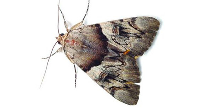 Moth Weevils Hudson NJ Pest Control Exterminator