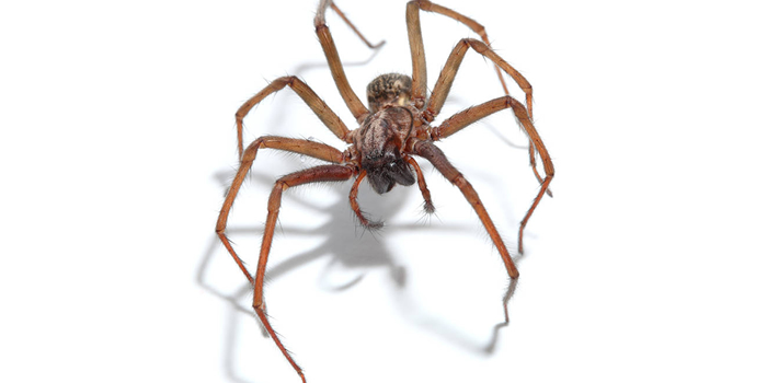 Spiders Crickets Hudson NJ Pest Control Exterminator