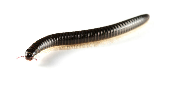 Worms Flies Hudson NJ Pest Control Exterminator